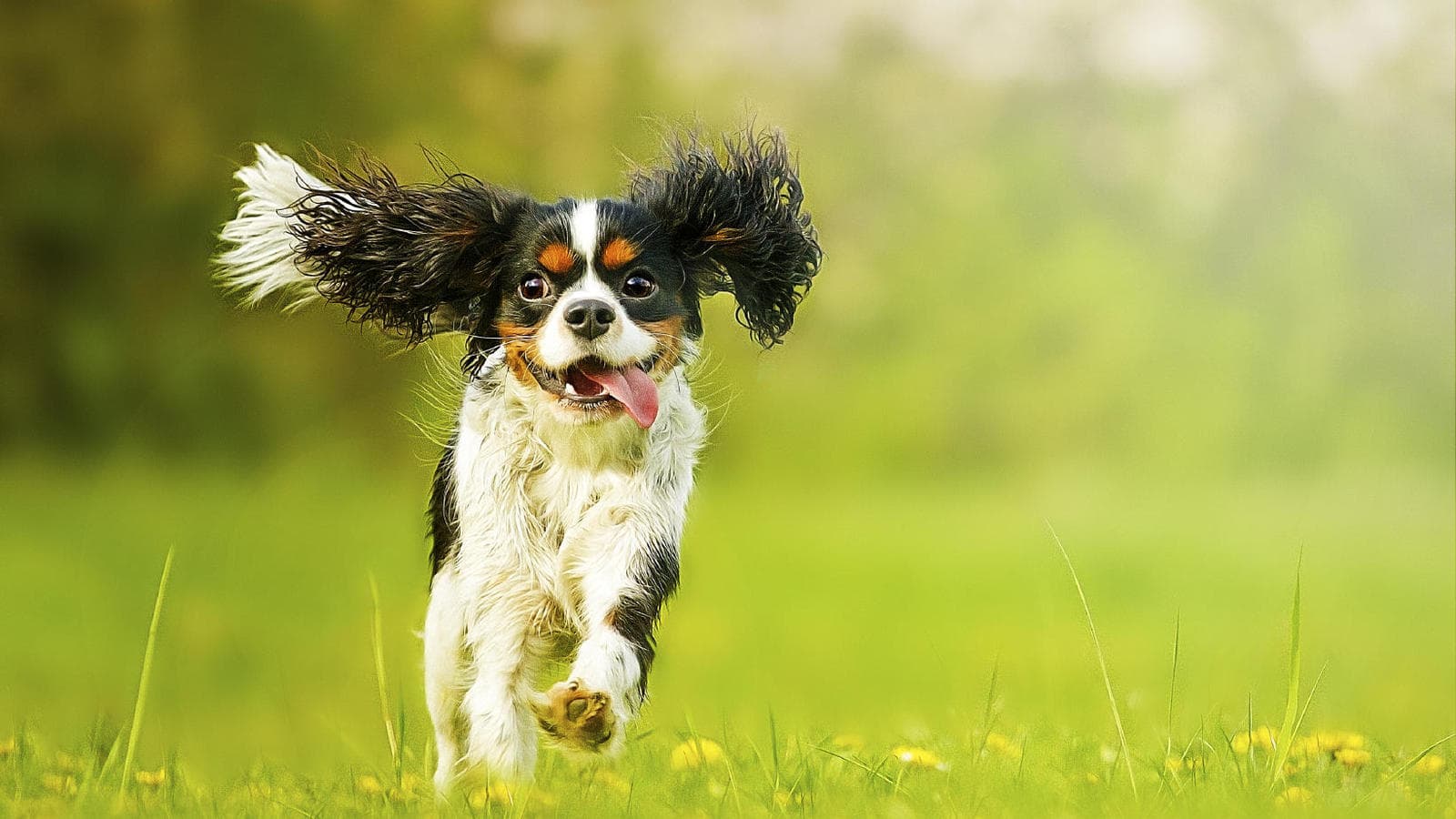 Mascotas felices en la clínica